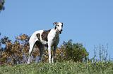 GREYHOUND 054